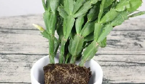 植物繁殖|蟹爪兰怎么繁殖 繁殖时间和方法图解