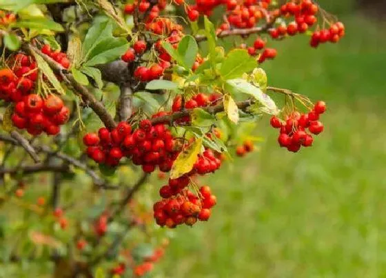 植物百科|南天竹是什么花序类型 属于圆锥花序