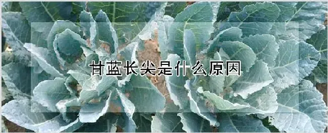 甘蓝长尖是什么原因 | 自然知识