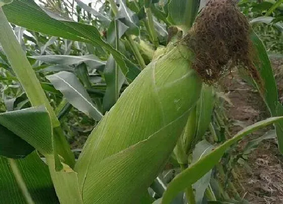 种植管理|玉米几月份种合适