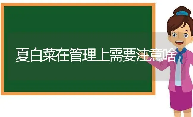 夏白菜在管理上需要注意啥 | 蔬菜种植