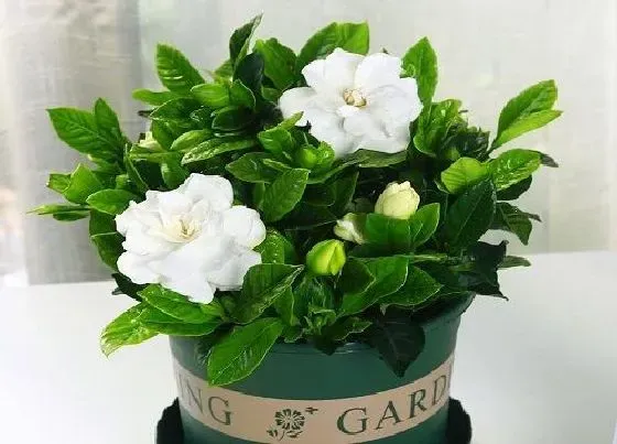春天植物|栀子花春天开花吗