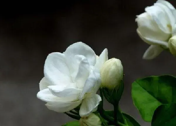 植物浇水|阿司匹林可以浇茉莉吗