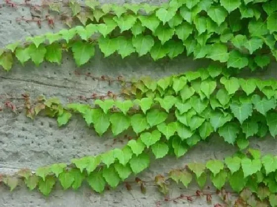 种植管理|爬山虎生长速度快吗 一年能长多少