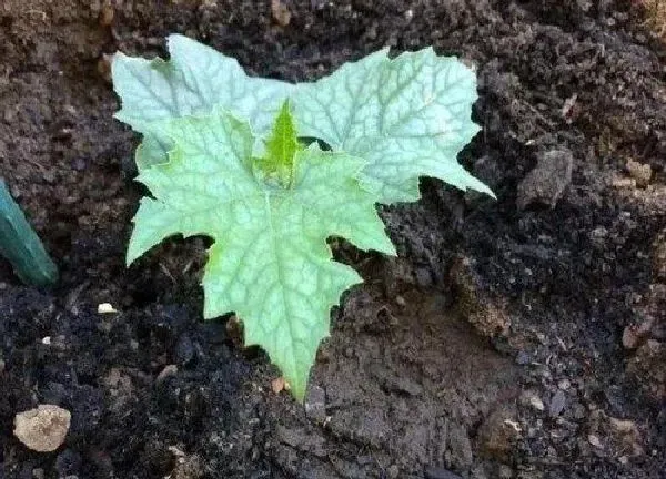 植物发芽|丝瓜发芽的过程