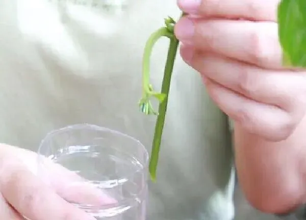 植物扦插|百香果可以扦插繁殖吗