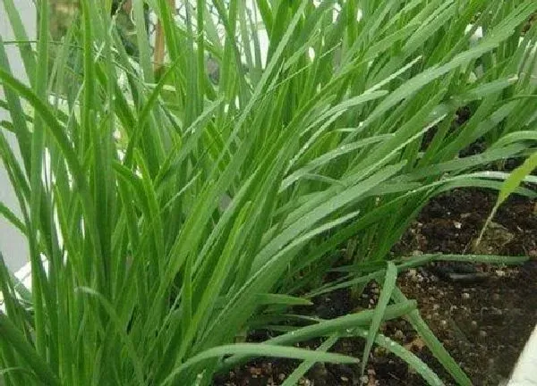 植物移栽|韭菜根冬天可以移栽吗（韭菜根多长时间可以移栽）