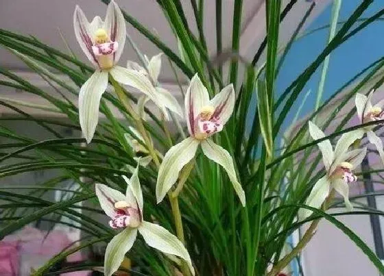 植物百科|兰花草是什么植物