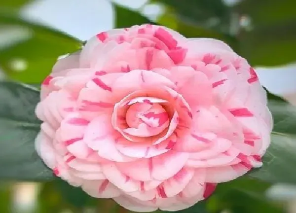 养殖方法|茶花花期养护方法 开花期间养殖要点