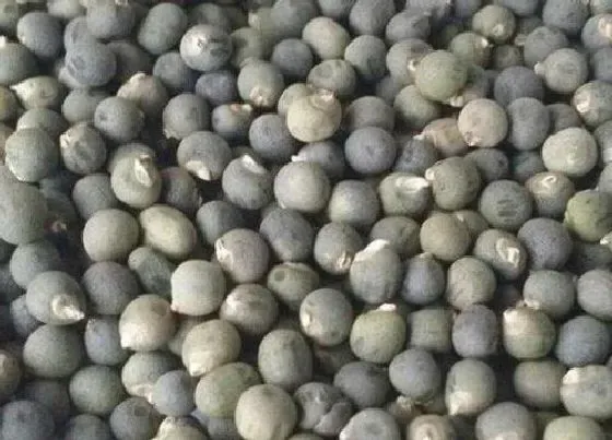 功效常识|秋葵籽的功效与作用及食用方法