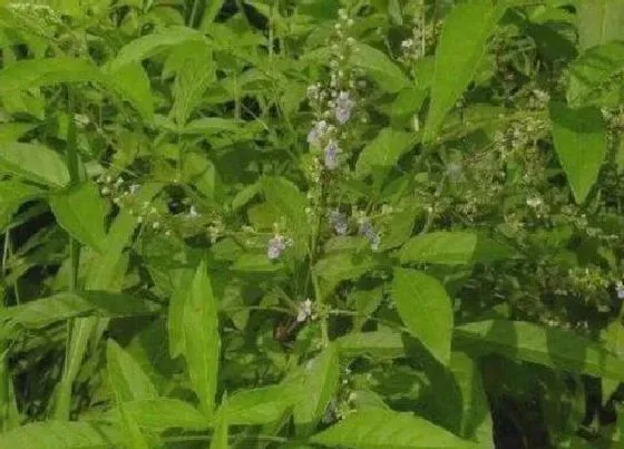 习性特点|荆草是什么样子的