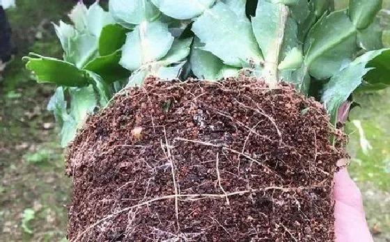 植物繁殖|蟹爪兰怎么繁殖 繁殖时间和方法图解