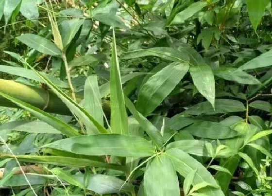 植物百科|粽叶有种子吗
