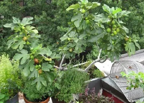 风水百科|无花果种家里风水好不（院子里种无花果树风水有无问题）