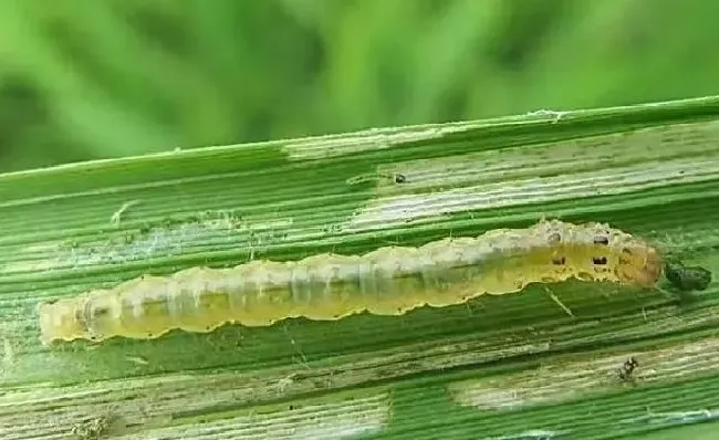 植物虫害|水稻纵卷叶螟用什么药好（稻纵卷叶螟的防治特效药及方法）