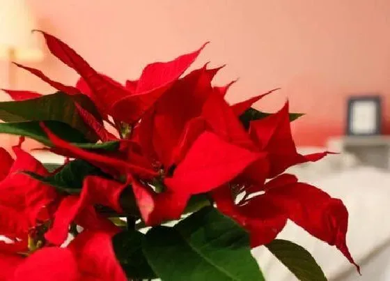 植物百科|一品红开花吗 开花什么样子