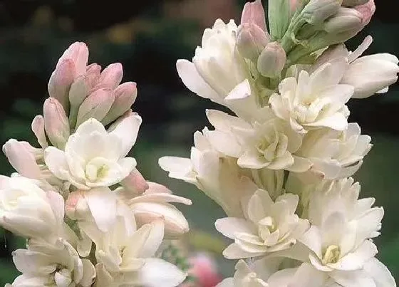 开花时间|晚香玉什么时候开花 花期能开多长时间