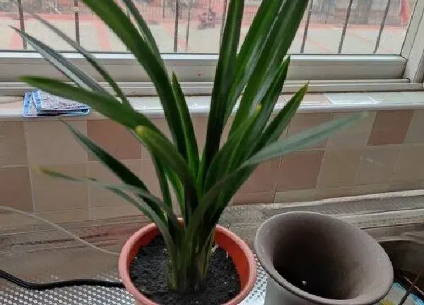 养殖方法|盆栽兰花怎样栽培种植最好（如何栽种兰花容易成活）