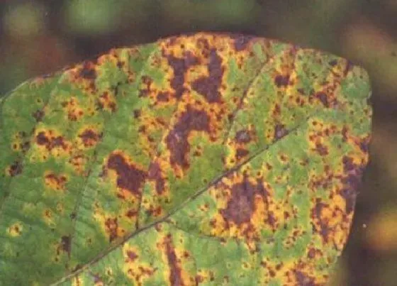 植物虫害|杨梅病虫害防治技术与方法措施