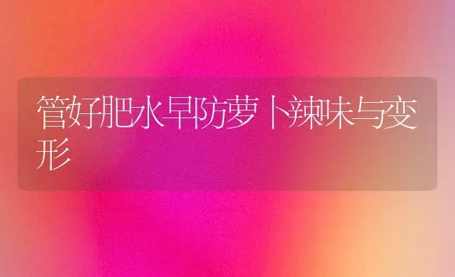 管好肥水早防萝卜辣味与变形 | 蔬菜种植