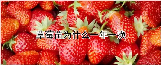 草莓苗为什么一年一换 | 农业技术