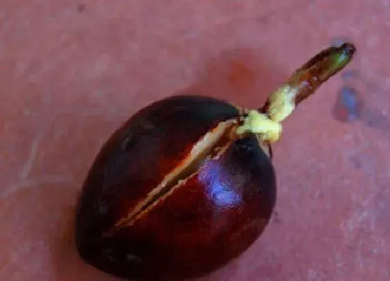 食用须知|牛油果种子可以吃吗