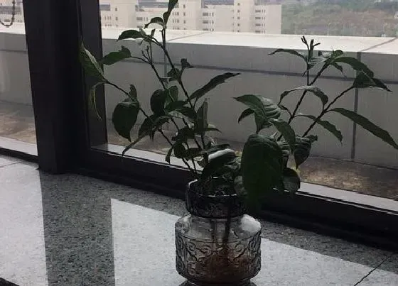 开花时间|狗牙花一年开几次花