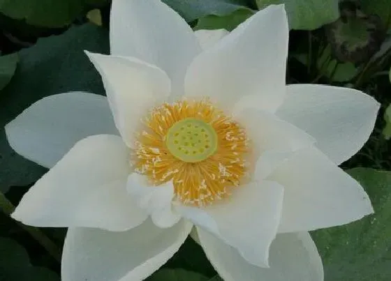 开花时间|荷花什么季节开花 开花时间是几月到几月
