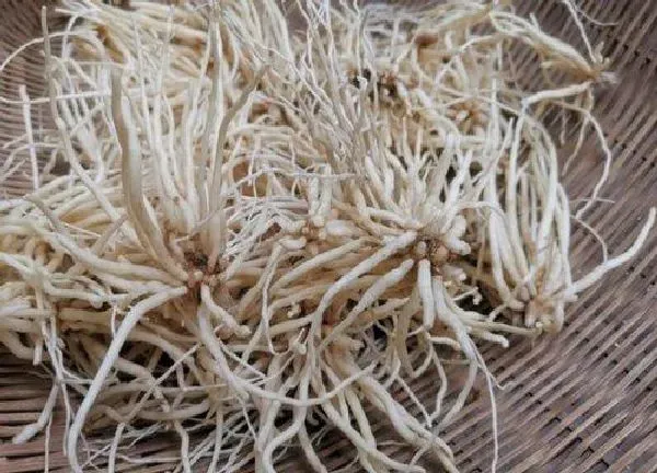 植物移栽|韭菜根冬天可以移栽吗（韭菜根多长时间可以移栽）