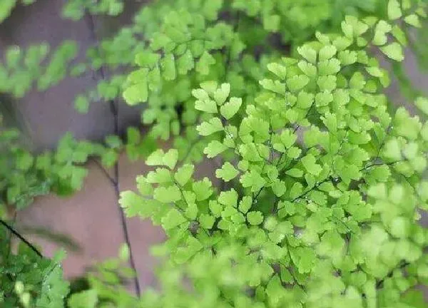 植物浇水|铁线蕨多久浇一次水