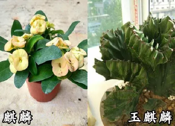 植物种类|麒麟和玉麒麟是一种花吗