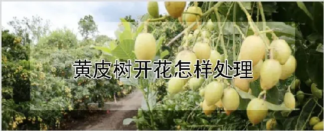 黄皮树开花怎样处理 | 农业技术