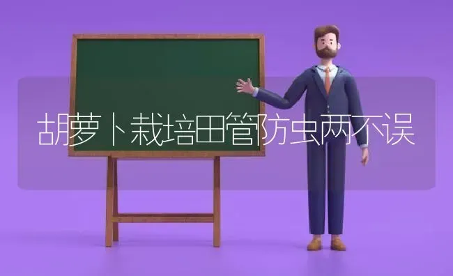 胡萝卜栽培田管防虫两不误 | 蔬菜种植