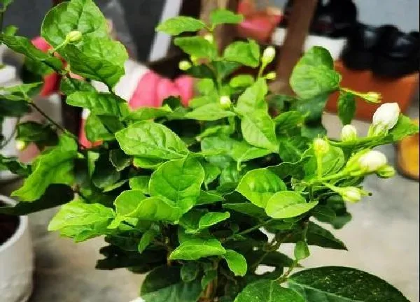植物移栽|虎头茉莉上盆时间与养护方法