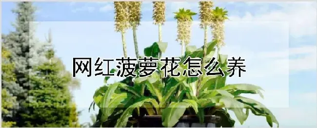 网红菠萝花怎么养 | 自然知识