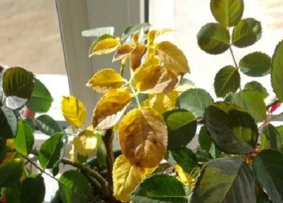 植物病害|月季黄叶病的原因及治疗处理方法