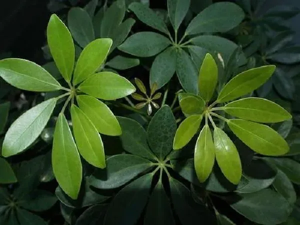 植物换土|发财树怎么换土 换土换盆时间和方法