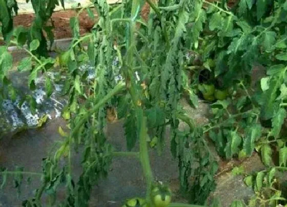 植物虫害|番茄病虫害防治技术与方法措施