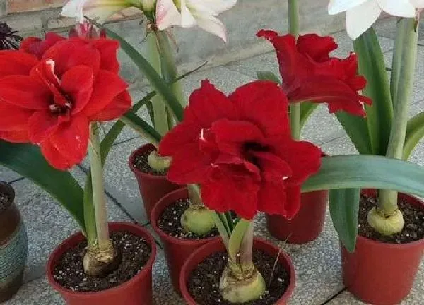 植物移栽|朱顶红秋天能移栽吗 什么季节移栽最适合
