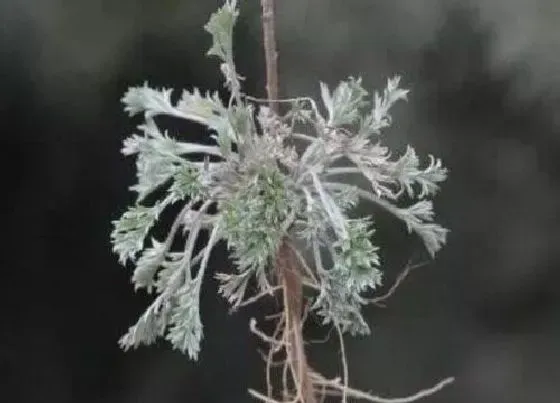 植物百科|白蒿在农村叫什么