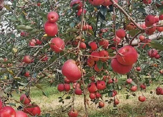 植物繁殖|苹果怎么繁殖方法和注意事项