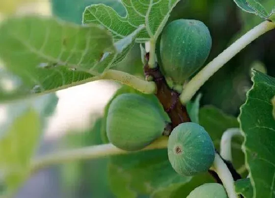 种植位置|无花果树可以种在家门口吗