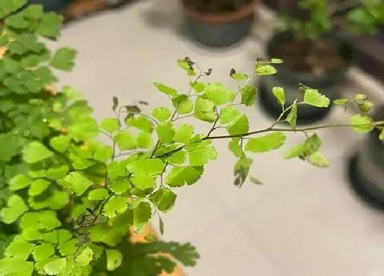 风水百科|波士顿蕨的风水作用及寓意 摆放风水禁忌