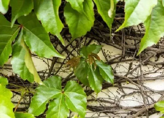 植物排行|可以扦插的植物有哪些
