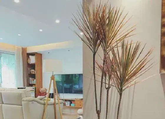 植物招财|鞋店放什么植物招财