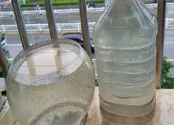 植物浇水|雨水适合浇什么花