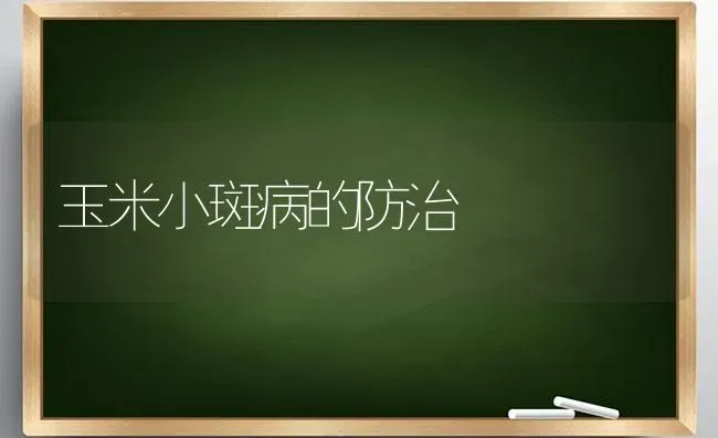 玉米小斑病的防治 | 粮油作物种植