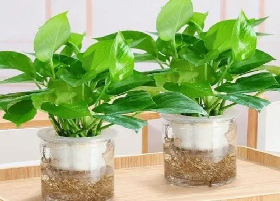 绿植|吸水盆适合种什么植物