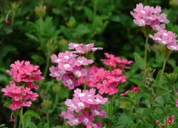 植物发芽|美女樱种子多久发芽