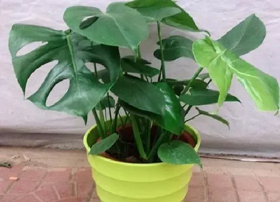 植物寓意|寓意健康的植物名字及图片 什么绿植寓意身体健康